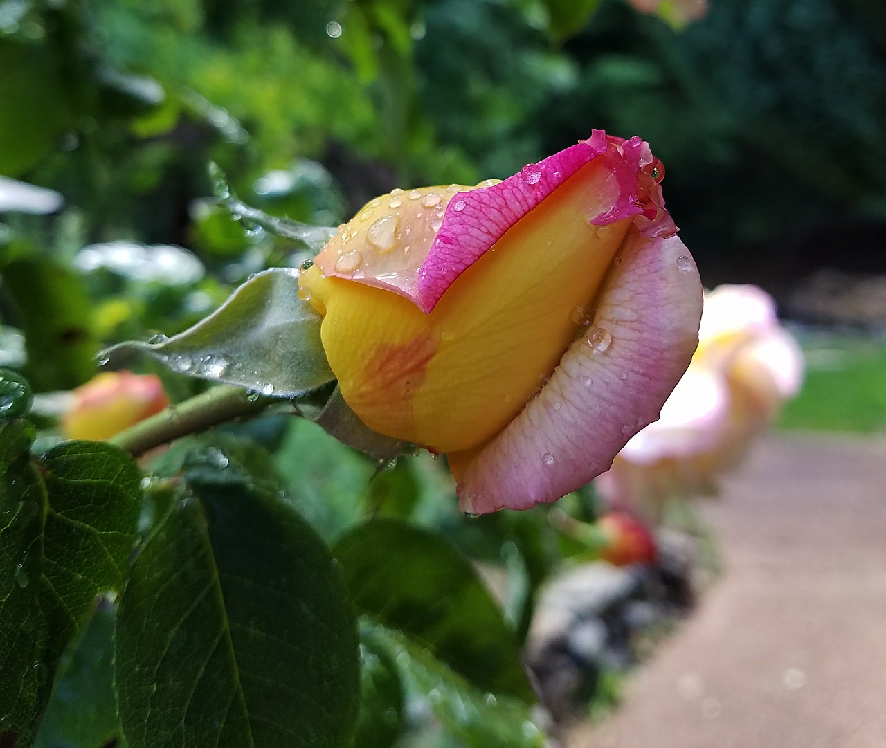 Image - rose water drops bud yellow pink