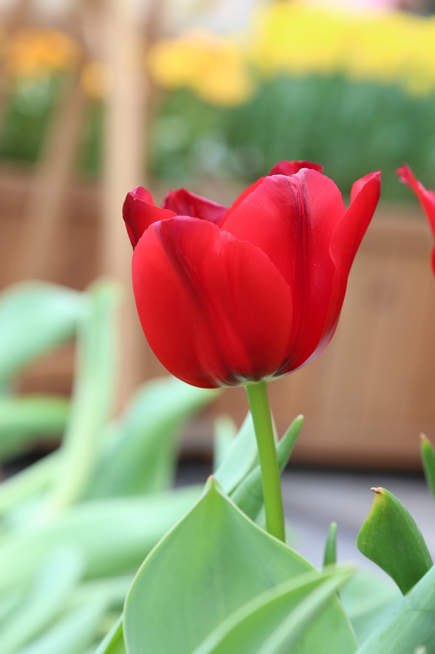 Image - tulip flower red nature free image