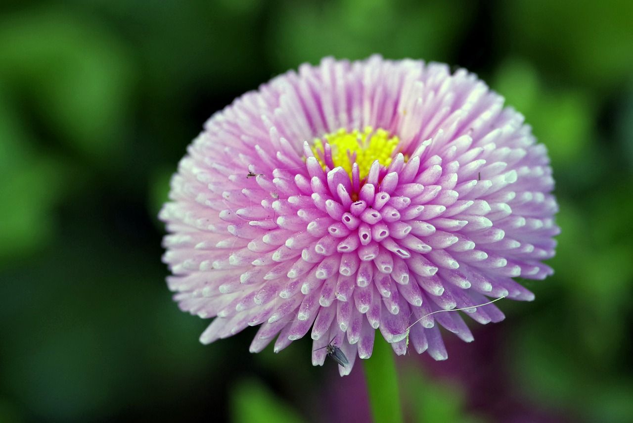 Image - flower violet spherical asteraceae