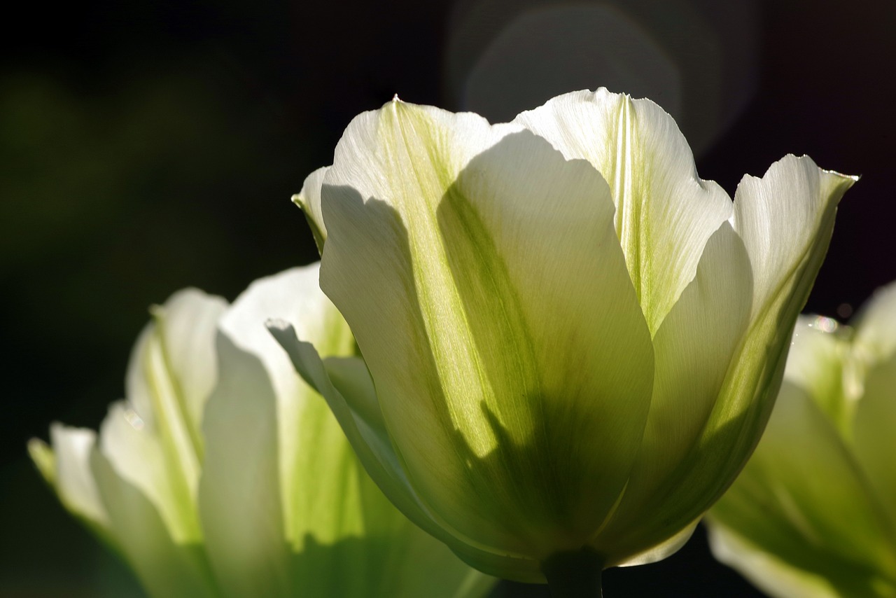 Image - tulips green flowerbed garden