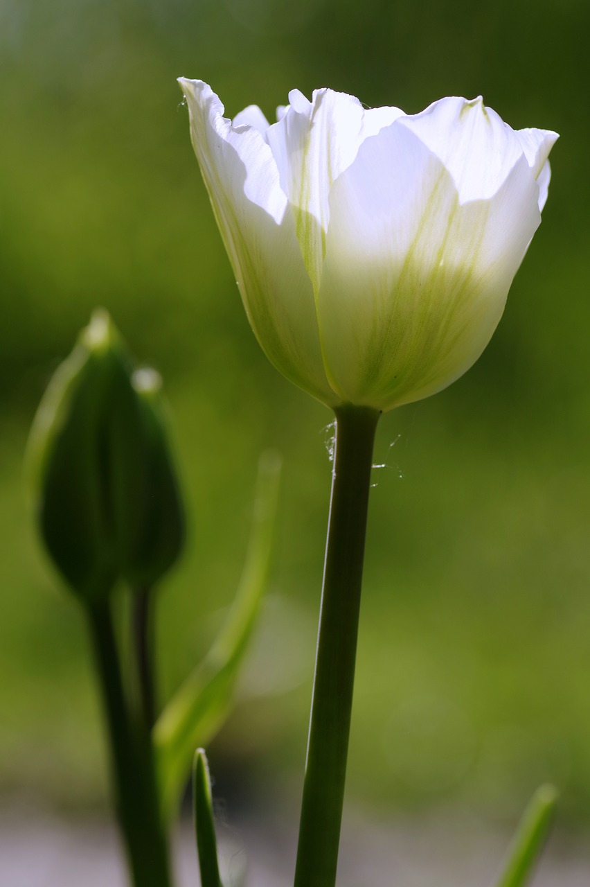 Image - tulips green flowerbed garden