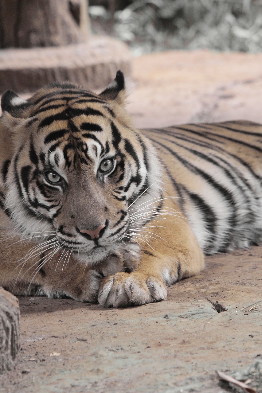 Image - tiger animal wild zoo wildlife