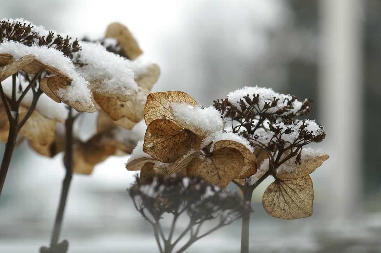 Image - hydrangea winter freezing snow