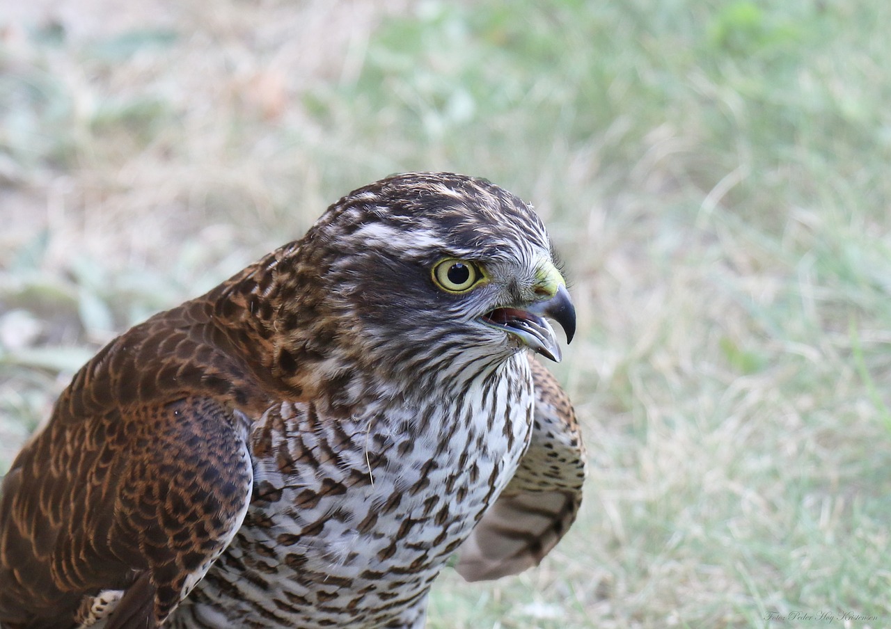 Image - sparrow hawk bird of prey bird