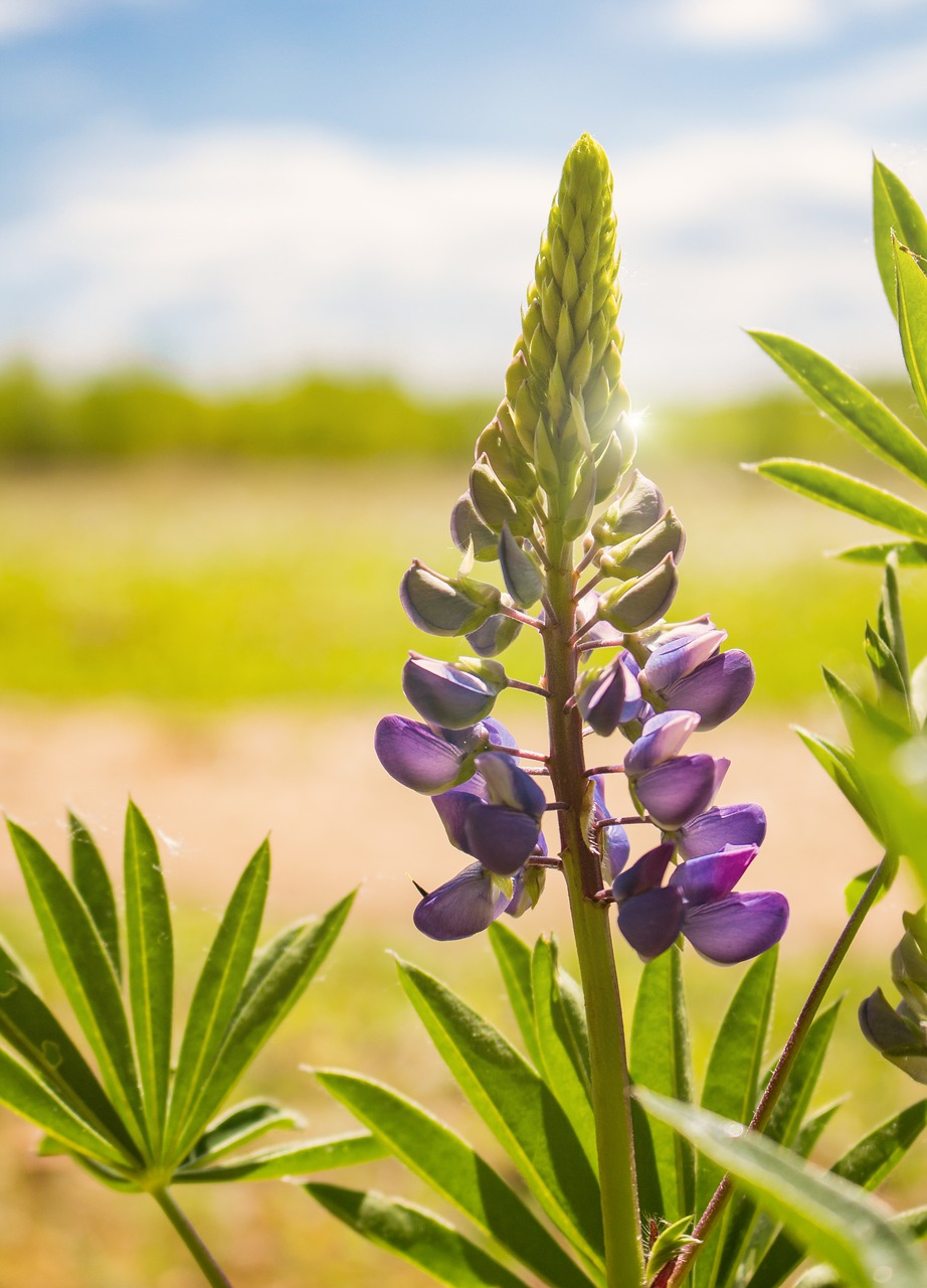 Image - lupine flower macro nature summer