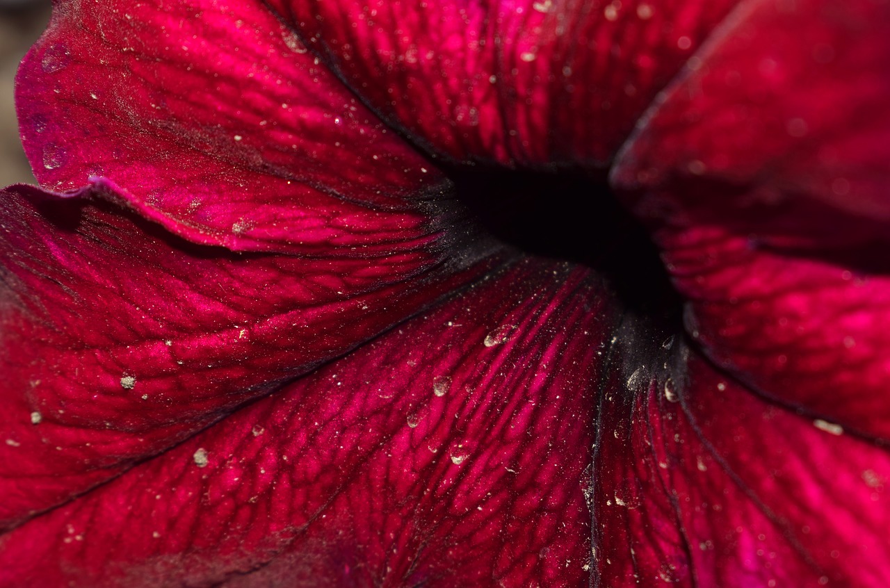 Image - flower macrophoto macro flowers