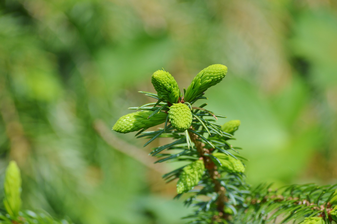 Image - pine branch engine needles branch