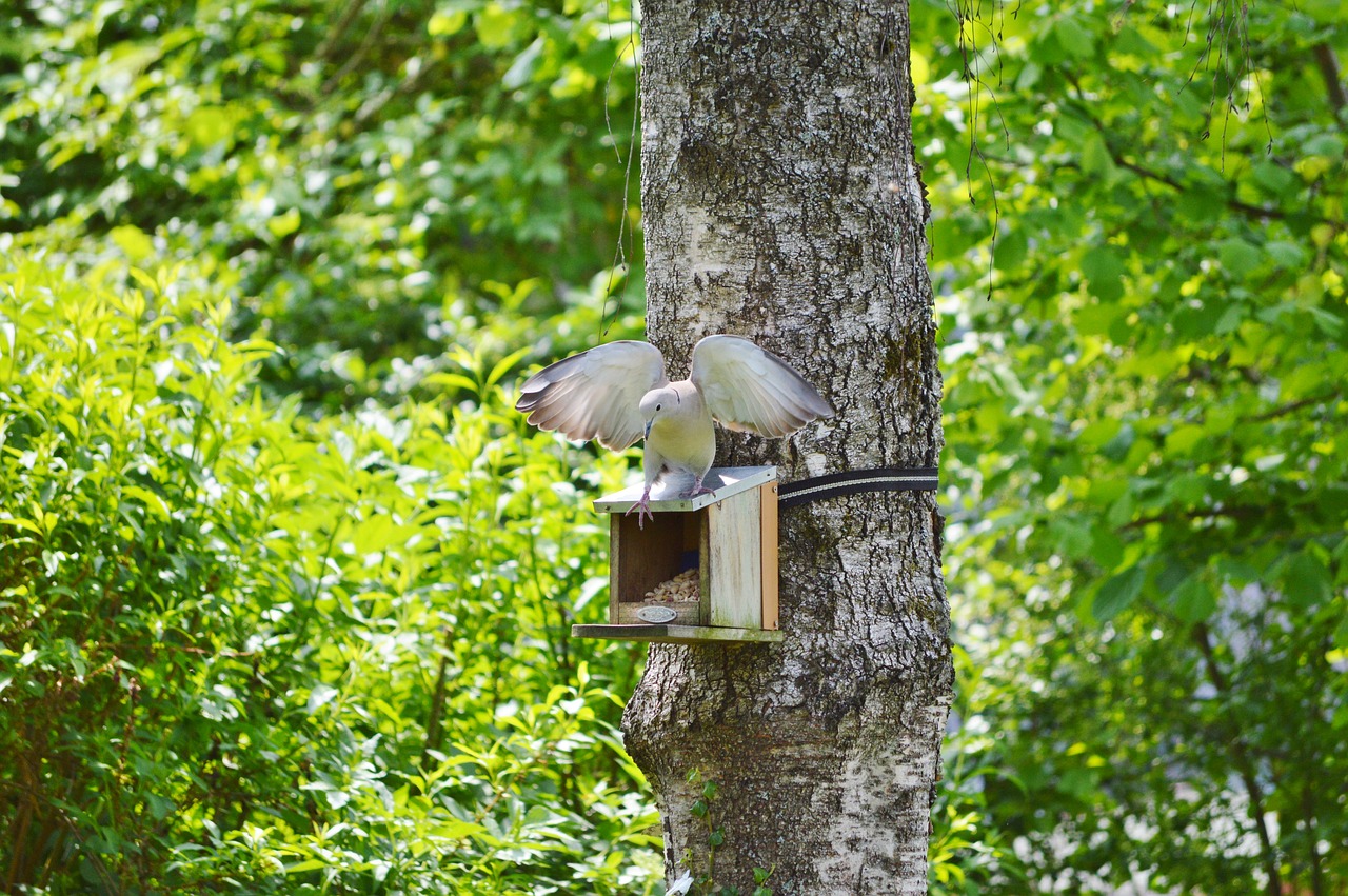 Image - dove bird feather animal plumage