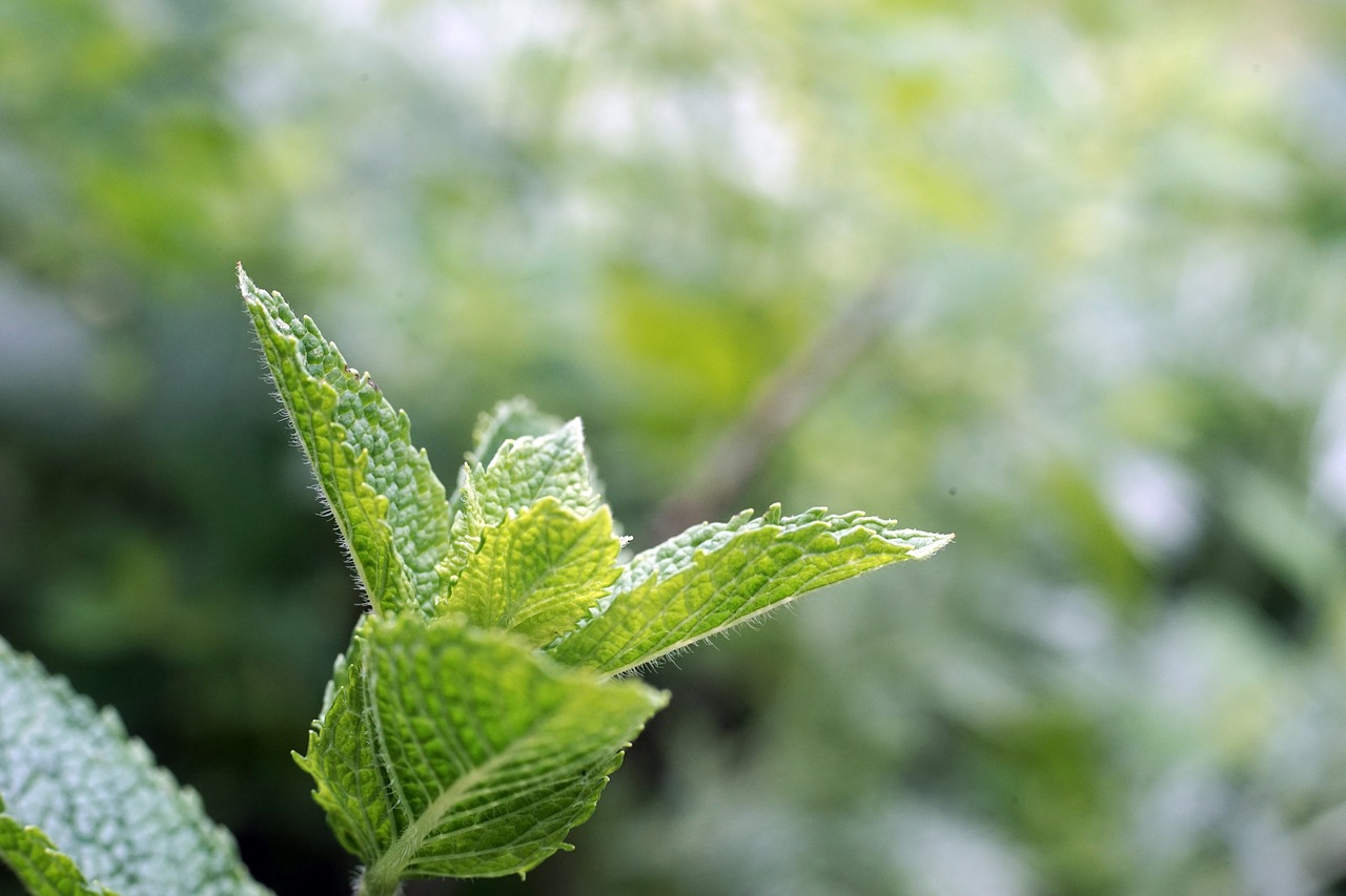 Image - peppermint garden green leaves