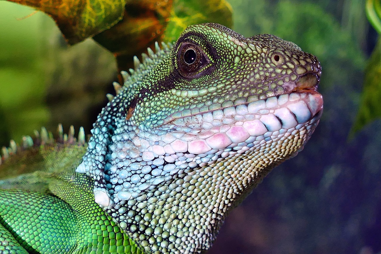 Image - chinese water dragon