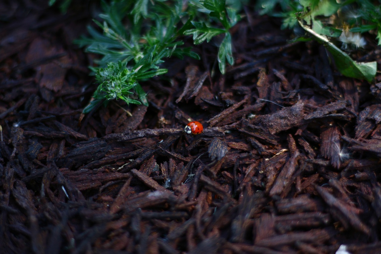 Image - ladybug red foliage plants flora