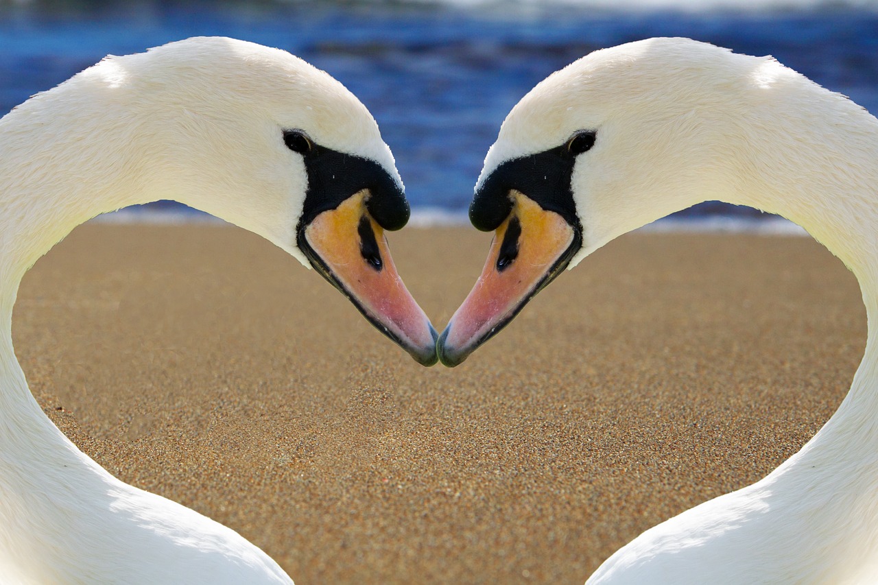 Image - swan heart love bill beach