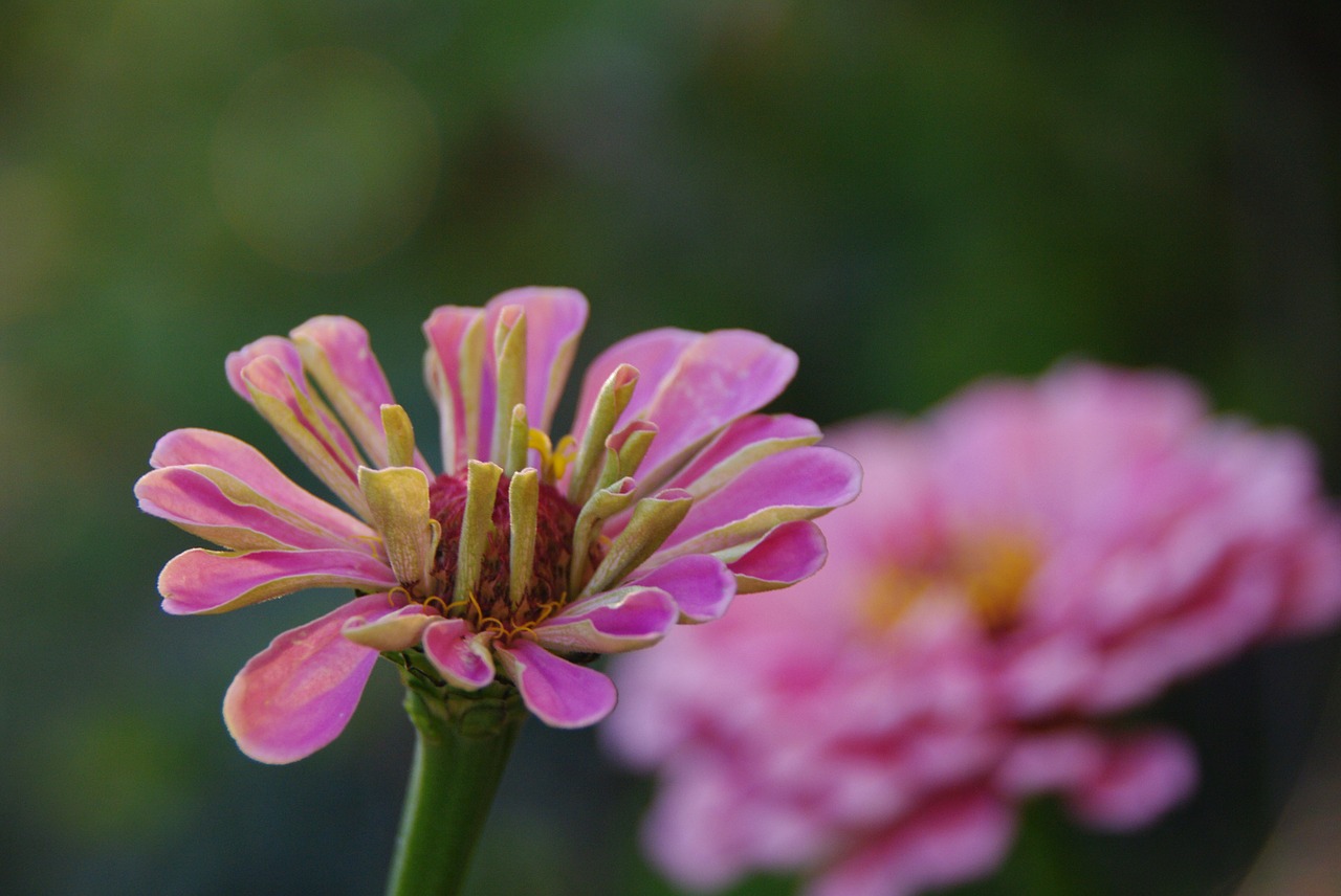 Image - flower zinie pink plant close