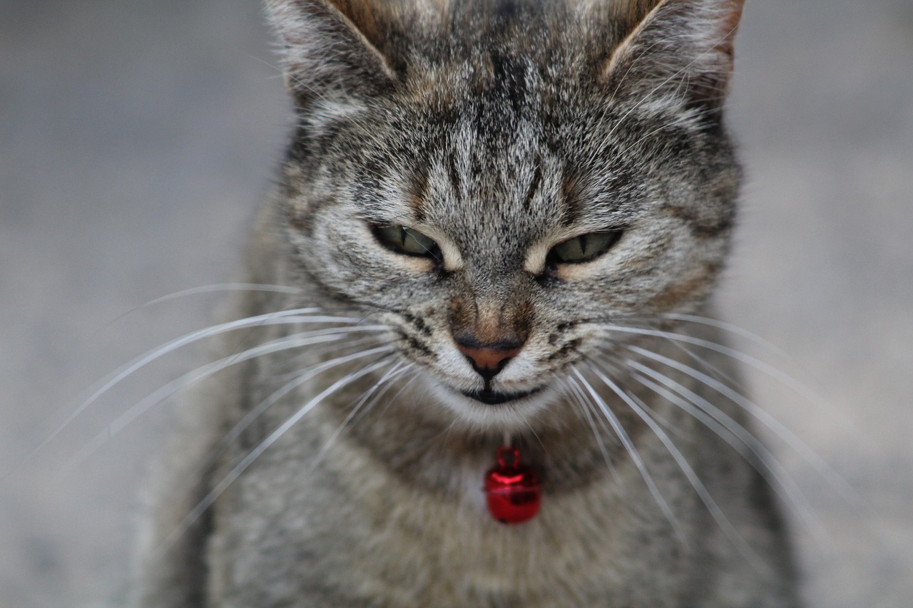 Image - cat face smiling curious