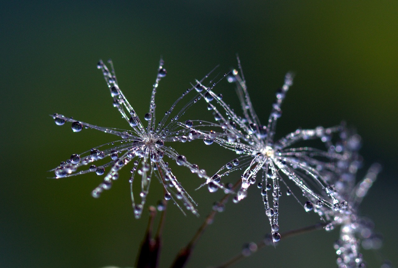 Image - dandelion drops macro plant water