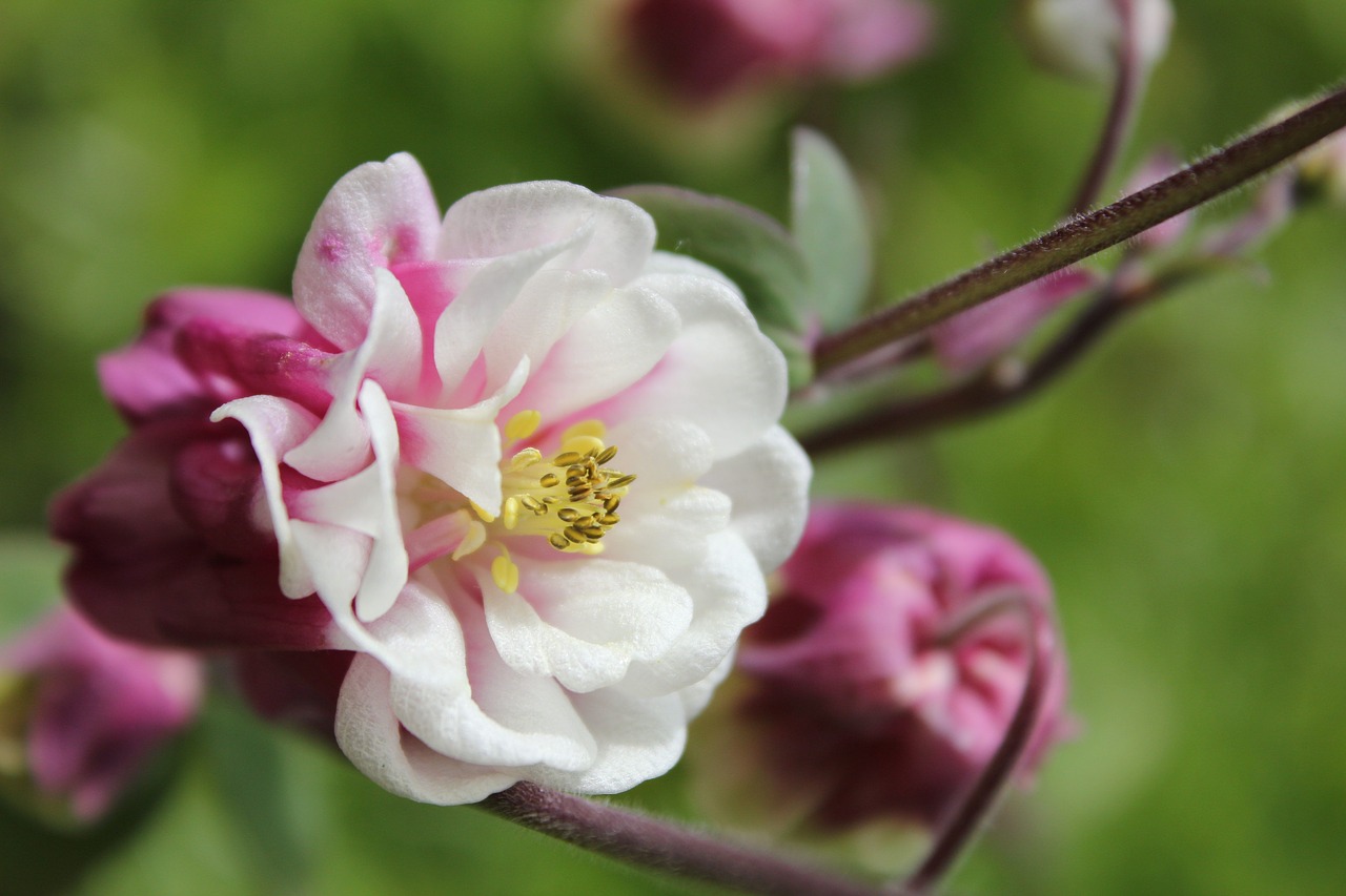 Image - aquilegia columbine flower petals