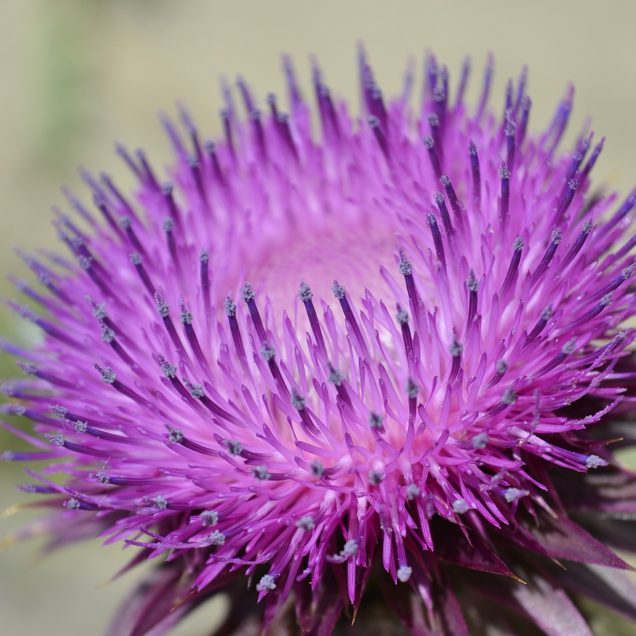 Image - szamárkóró purple flower spiked