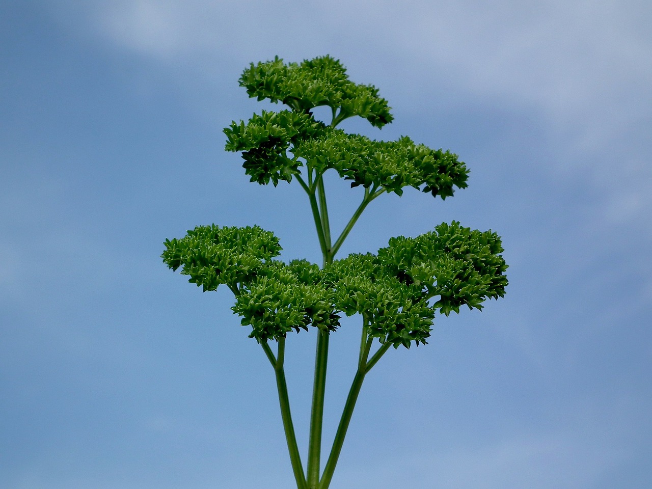 Image - parsley green seasoning greens