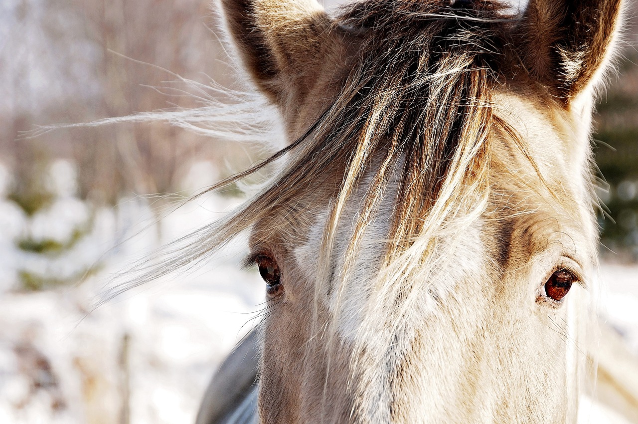 Image - horse animal farm pet mammal