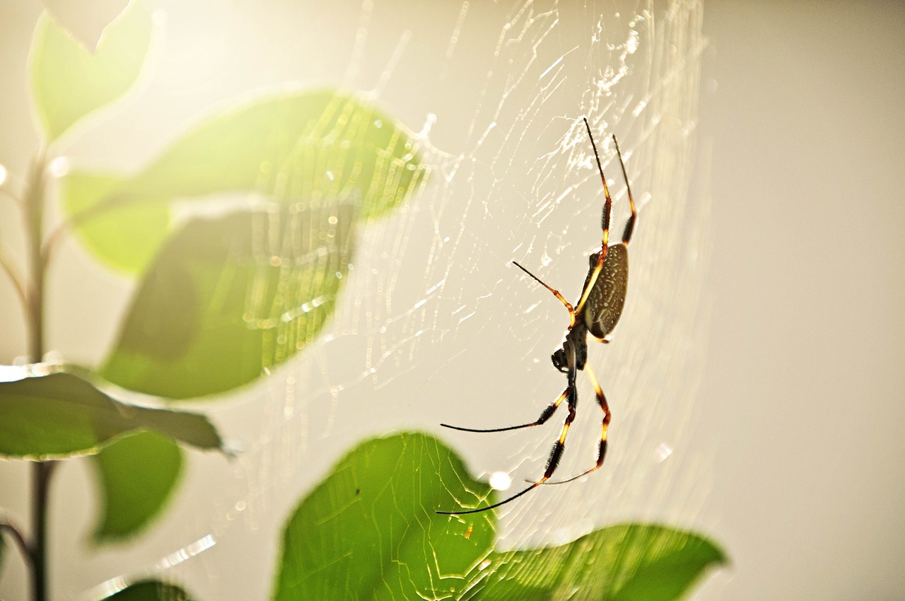 Image - spider insect nature wildlife