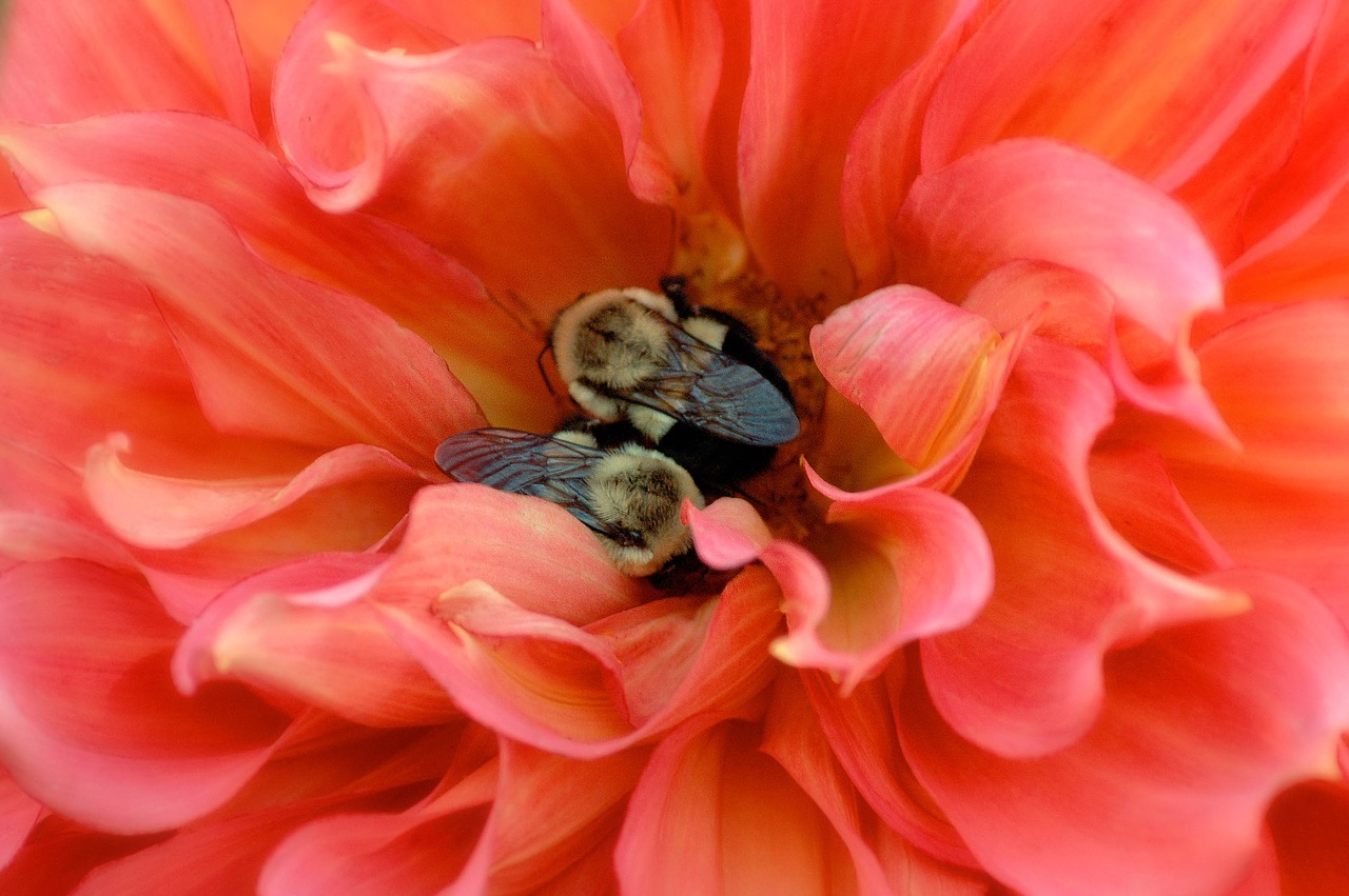 Image - bees insects nature honey yellow