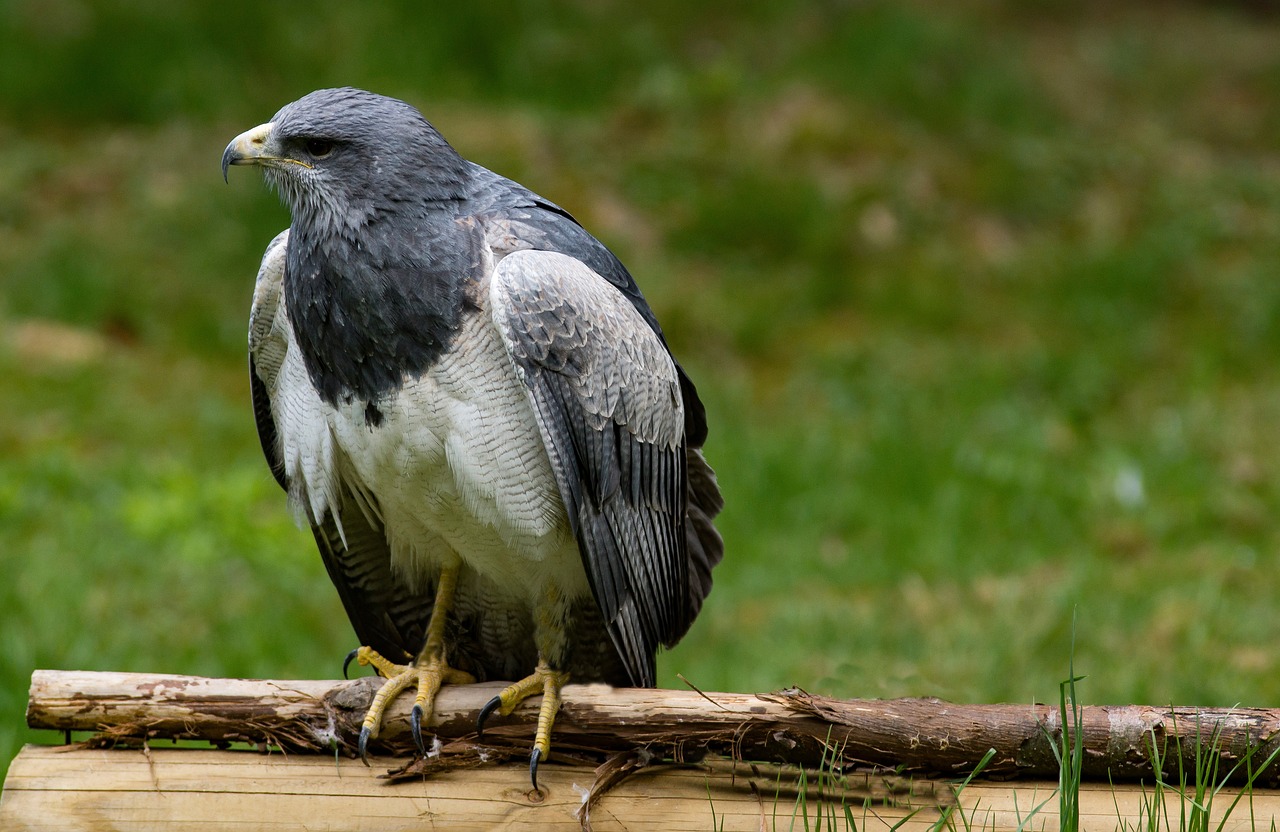 Image - buzzard bird raptor bird of prey