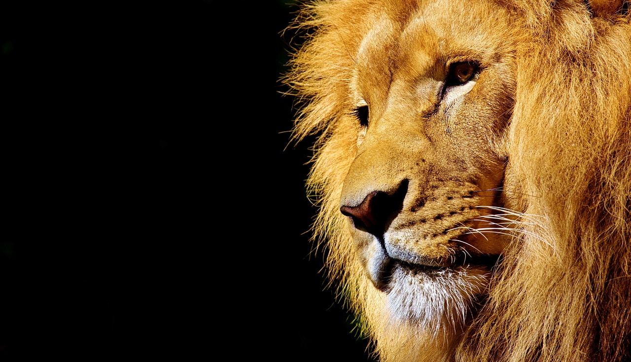 Image - lion wild animal dangerous animal