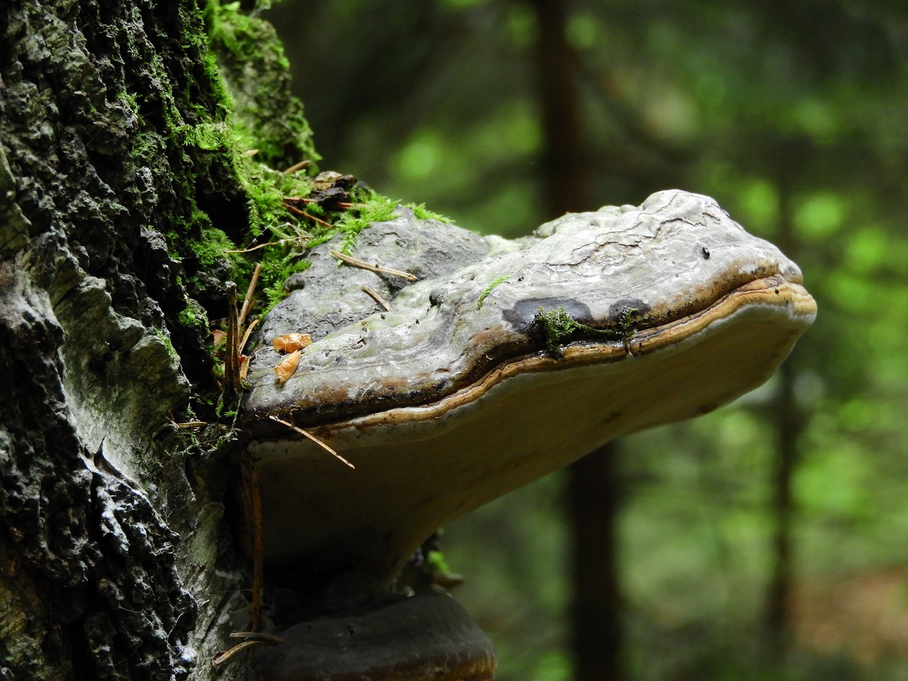 Image - tree fungus forest birch moss