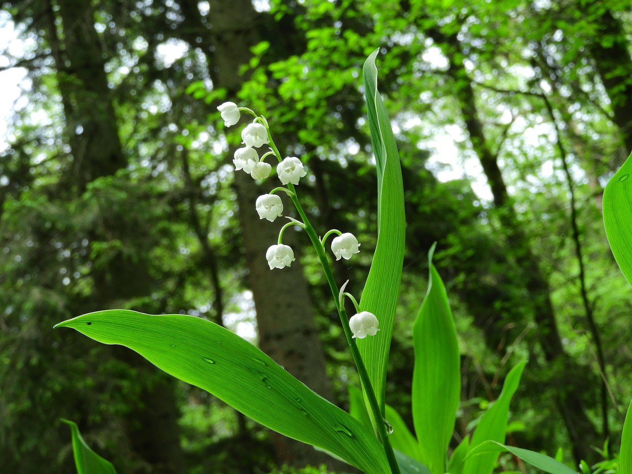 Image - lily of the valley forest