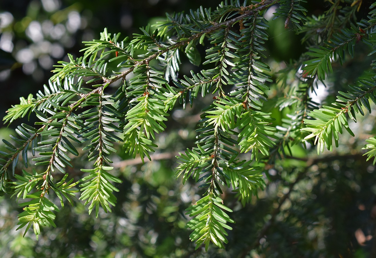 Image - mexican yew new growth evergreen