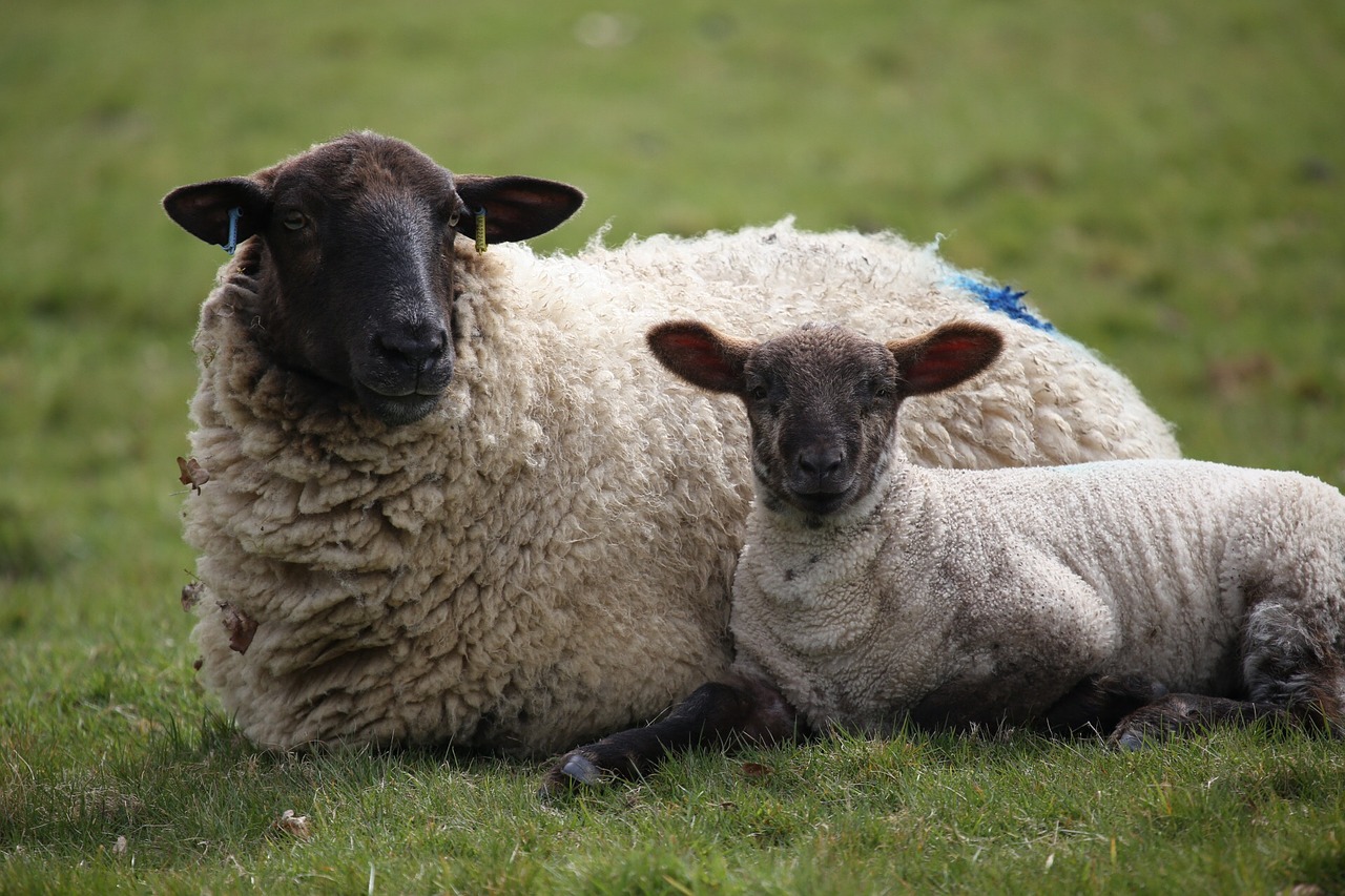 Image - sheep lamb mother grass spring