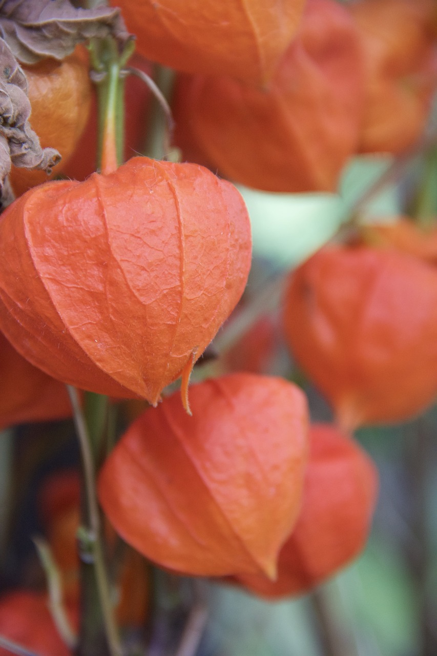 Image - plant andes berry orange