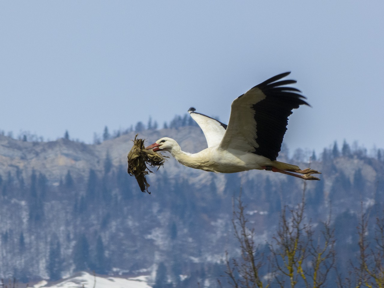 Image - stork nest building nesting material