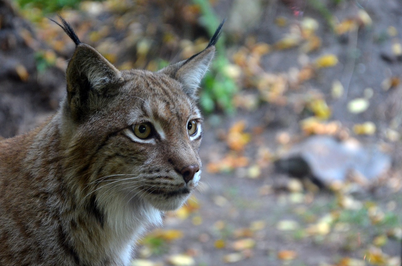 Image - lynx cat wild tom