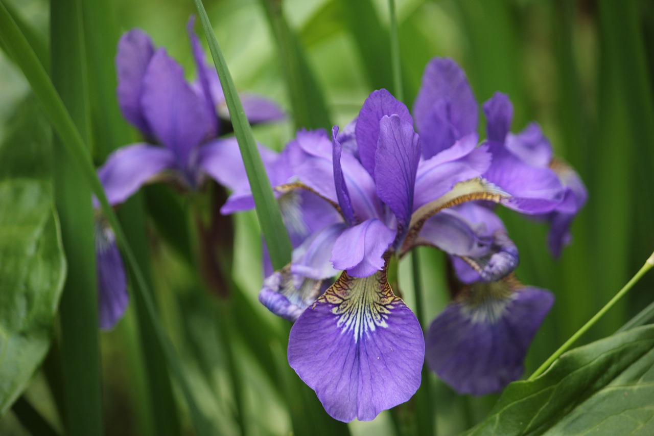 Image - iris flower purple floral spring