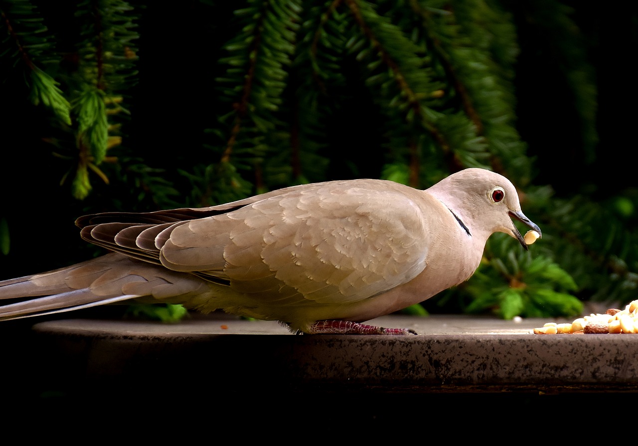 Image - dove eat peanuts feeding collared