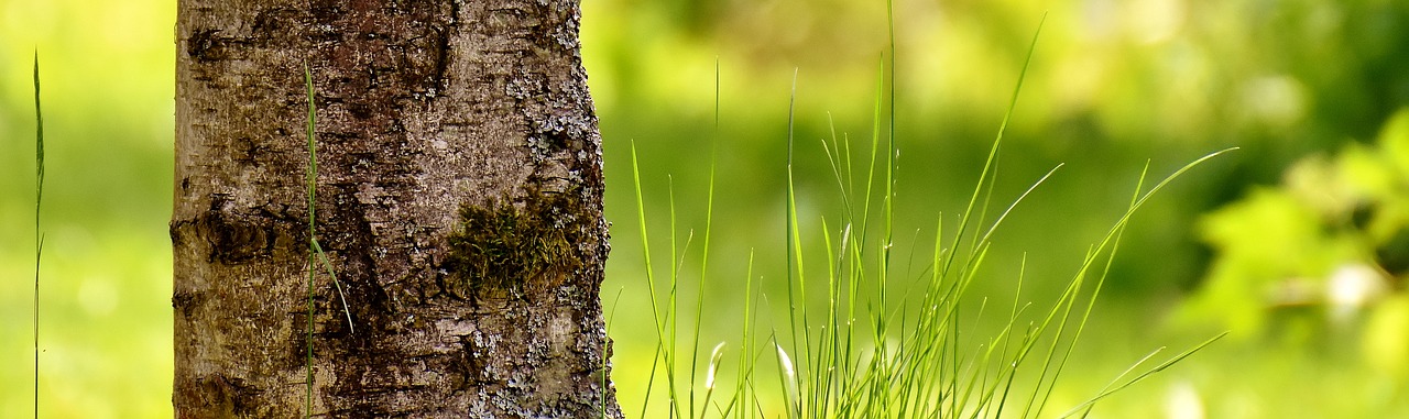 Image - garden tree green sun grass