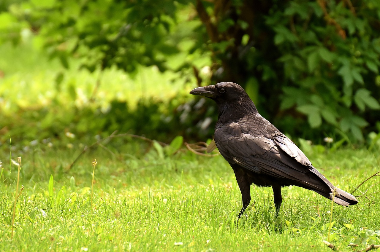 Image - common raven raven bird plumage