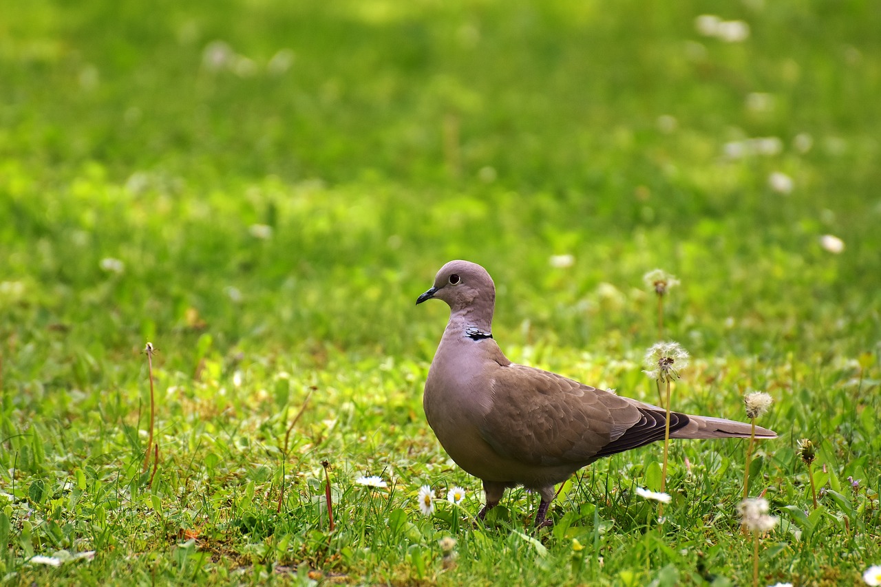 Image - dove meadow collared garden animal