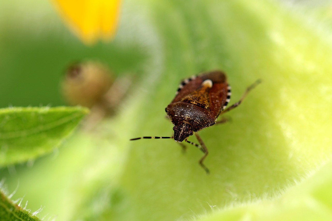 Image - out bug insects nature mountain
