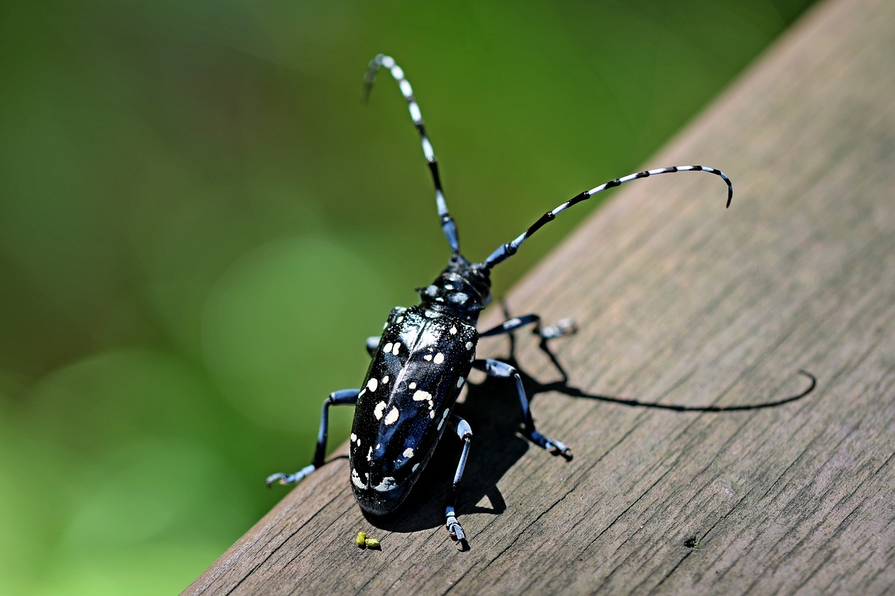 Image - alrak long horned beetle bug insects