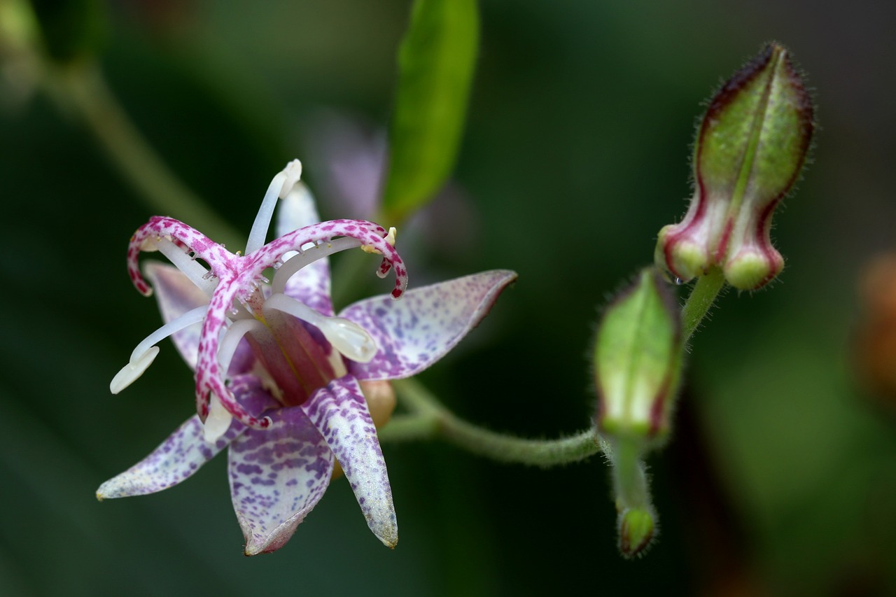 Image - dendro service that helps plants