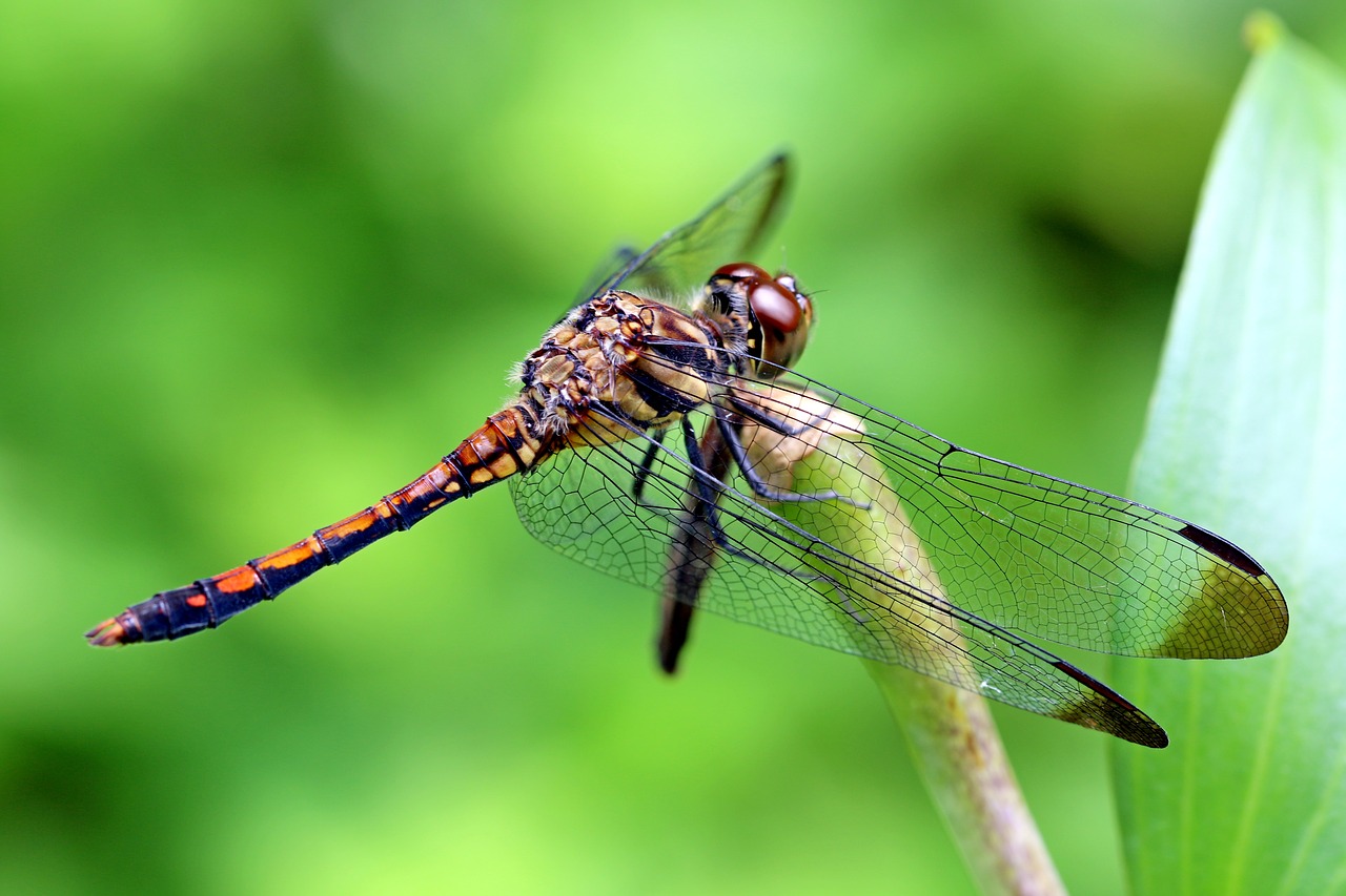 Image - nature forest insects dragonfly