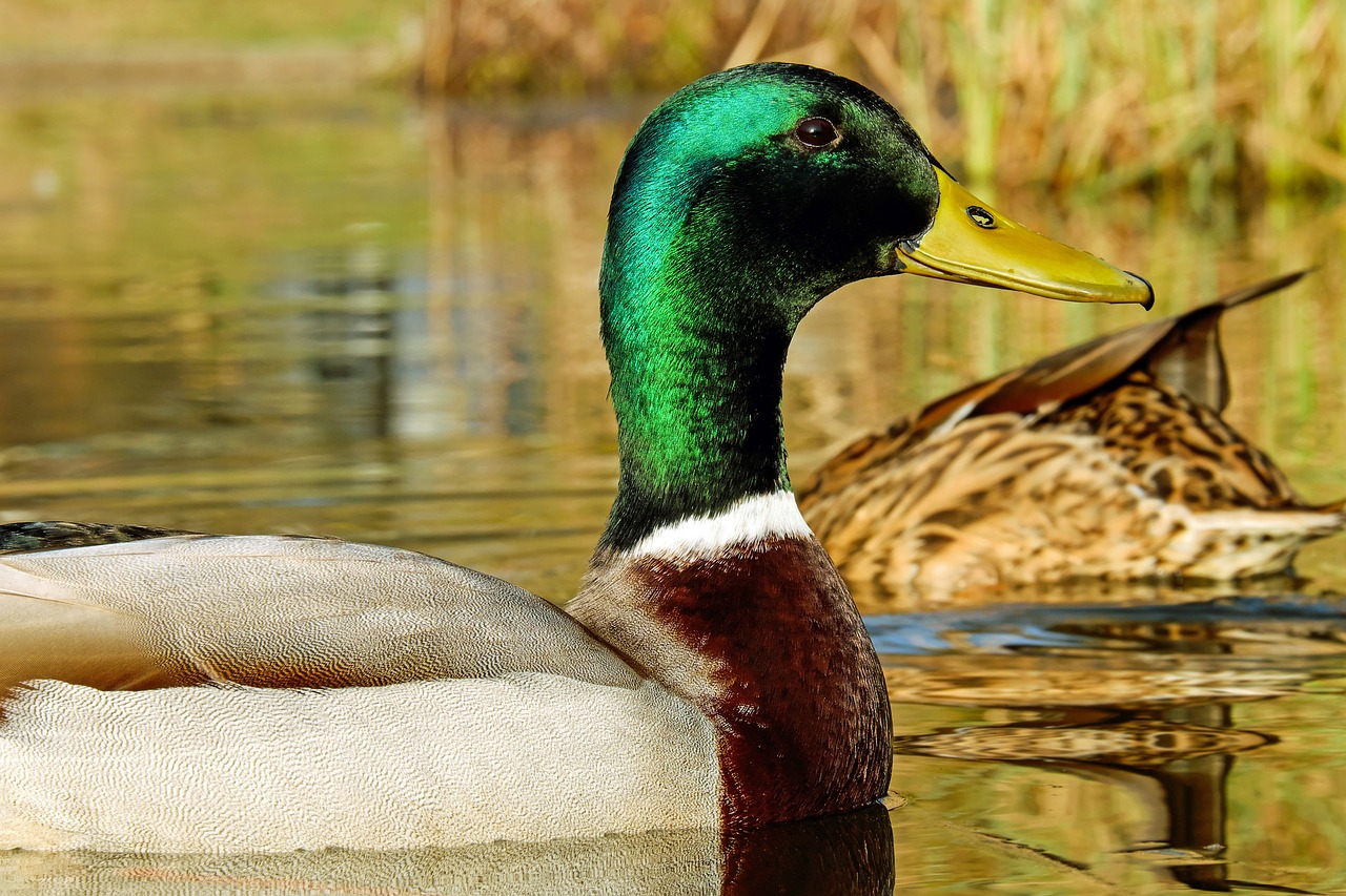 Image - mallard anas platyrhynchos