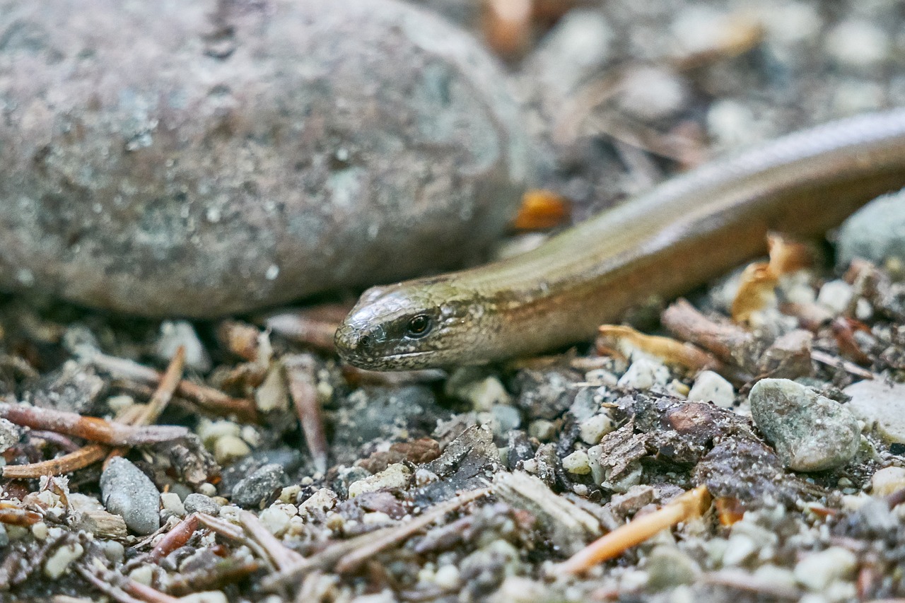 Image - slow worm lizard crawl reptile