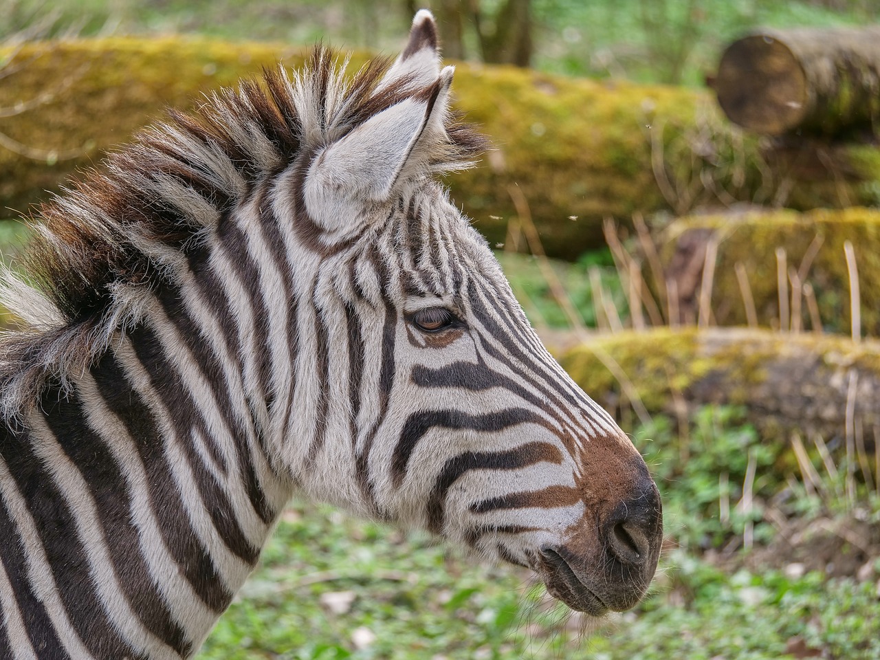 Image - zebra africa safari national park