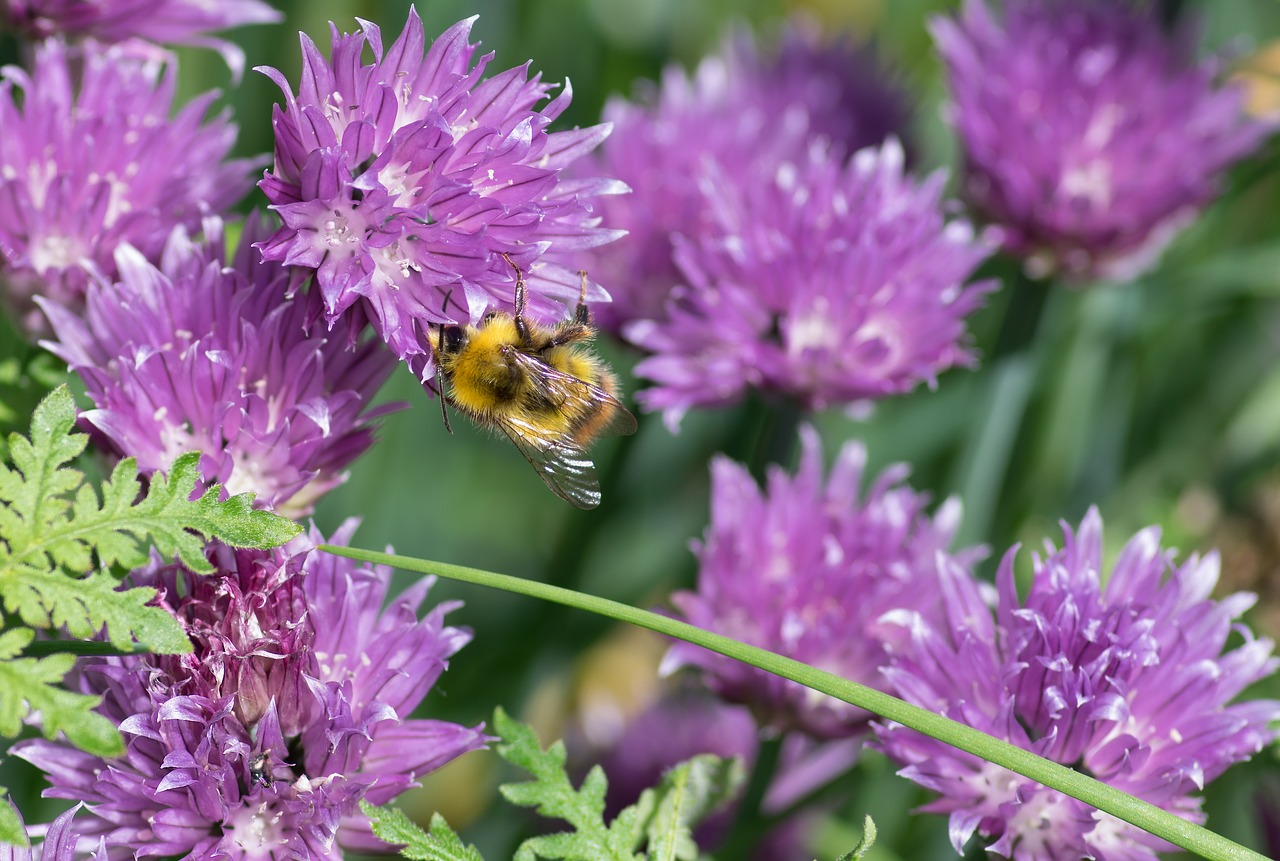 Image - bourdon chives insect flower