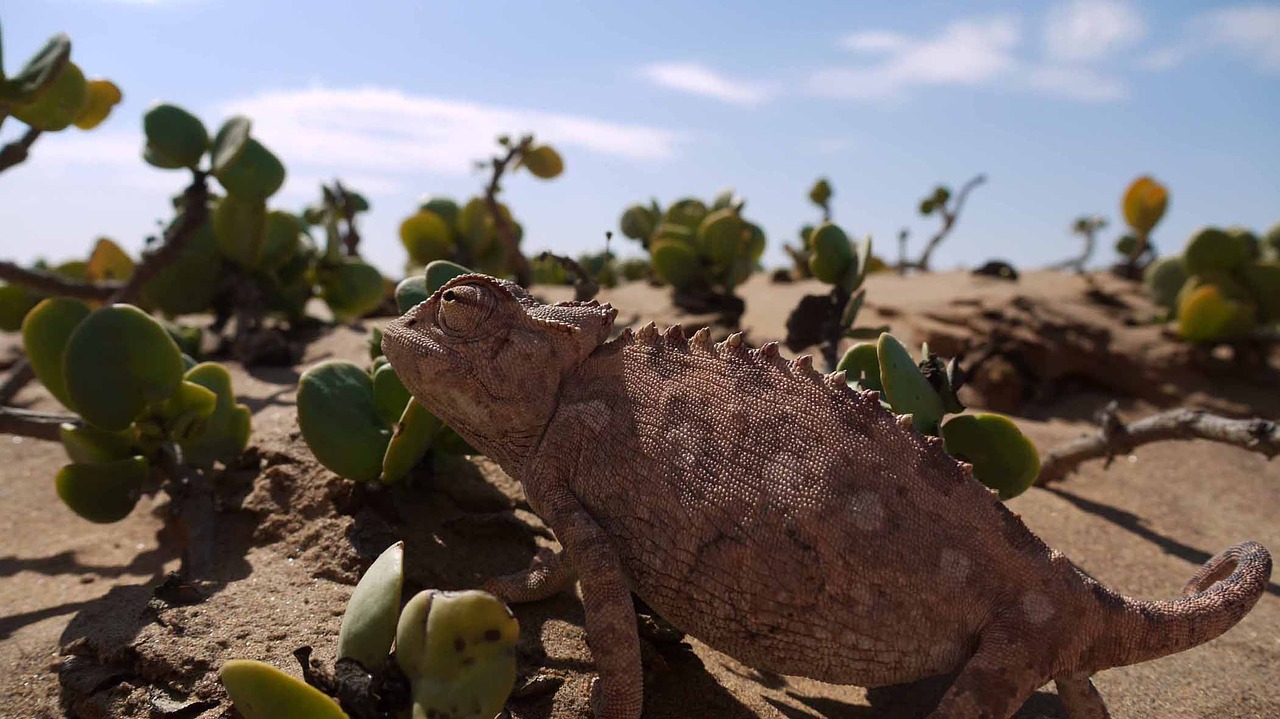 Image - chameleon desert namib reptile