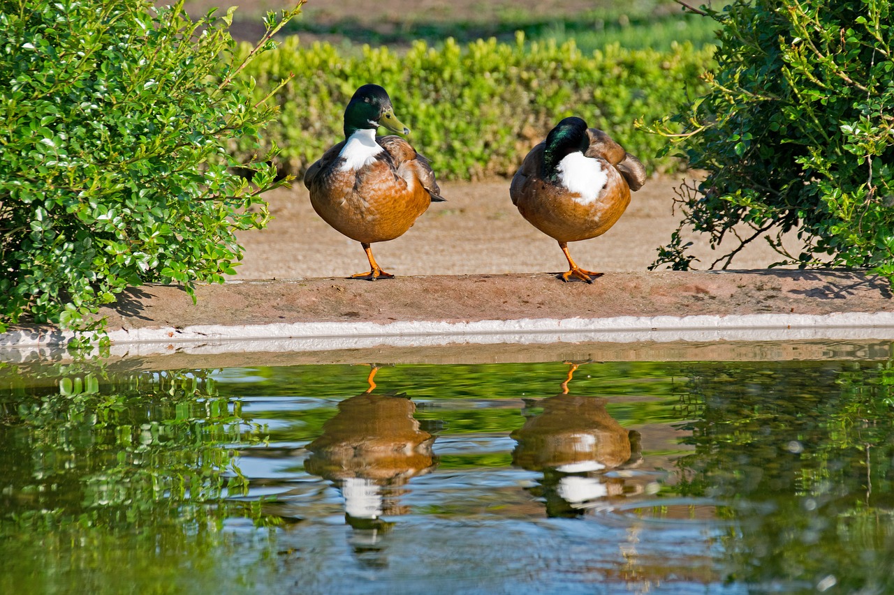 Image - mallard duck anas platyrhynchos