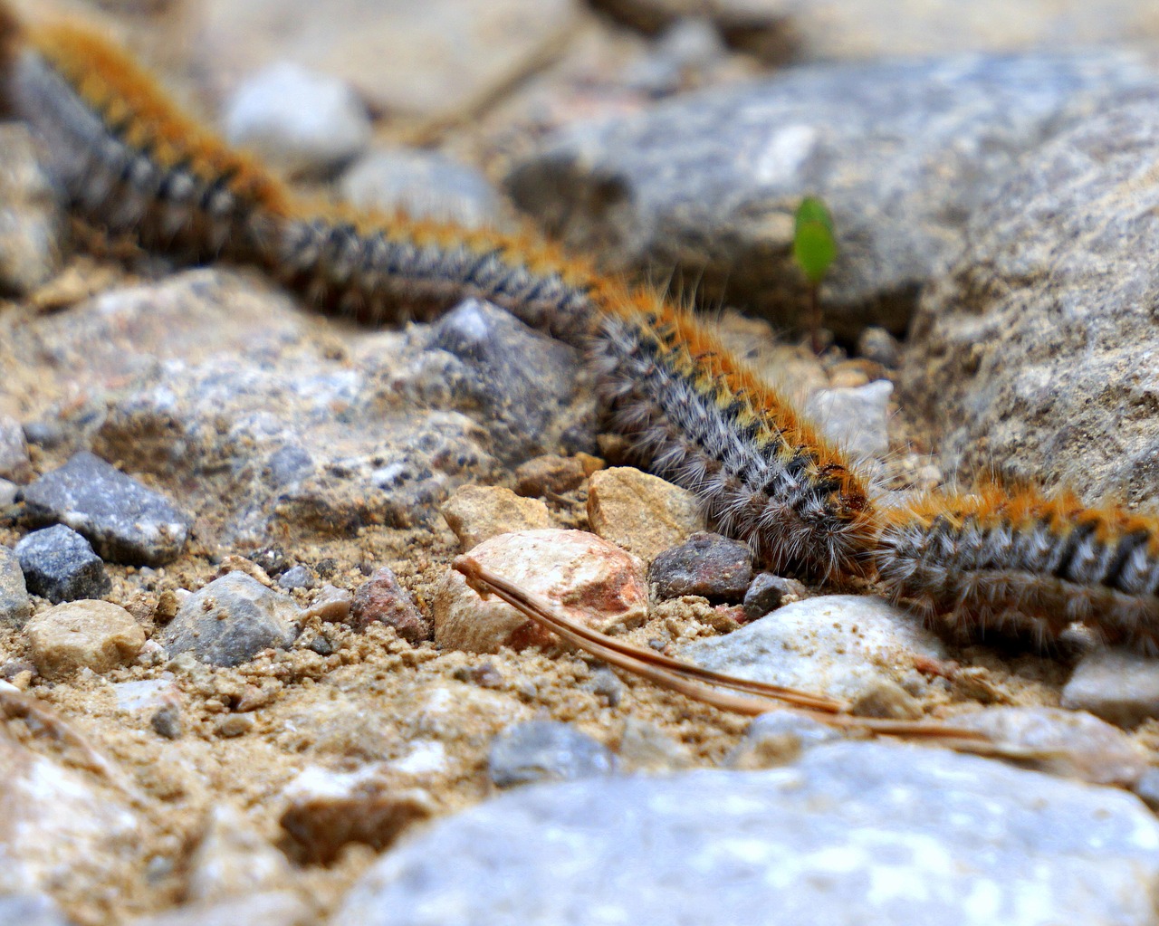 Image - caterpillars processionary plague